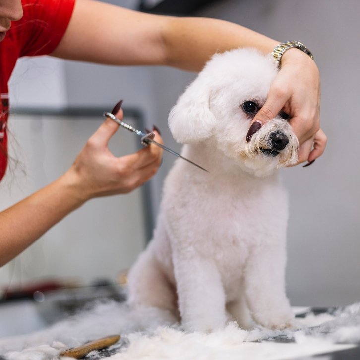 Pet Grooming service near me